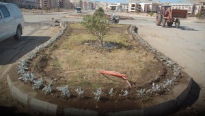 بتكلفة 100 ألف جنيه بدء المرحلة الأولى لتشجير جامعة سوهاج الجديدة