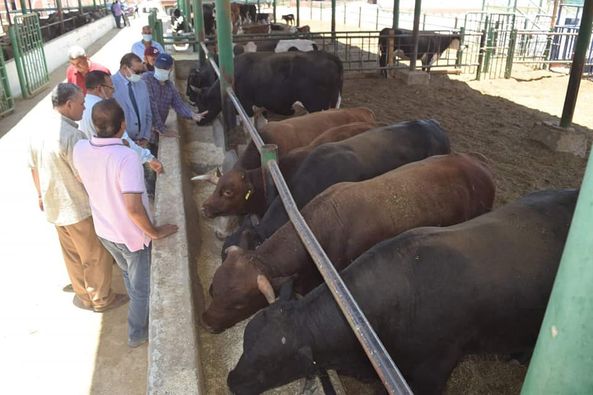 جامعة سوهاج توفر أضاحي العيد لبيعها للجمهور